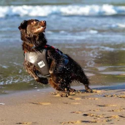 Red Original - Dog Buoyancy Aid -UK Surf Sales 2024 dog bouyancy aid 5