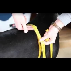 Red Original - Dog Buoyancy Aid -UK Surf Sales 2024 hqdefault 11