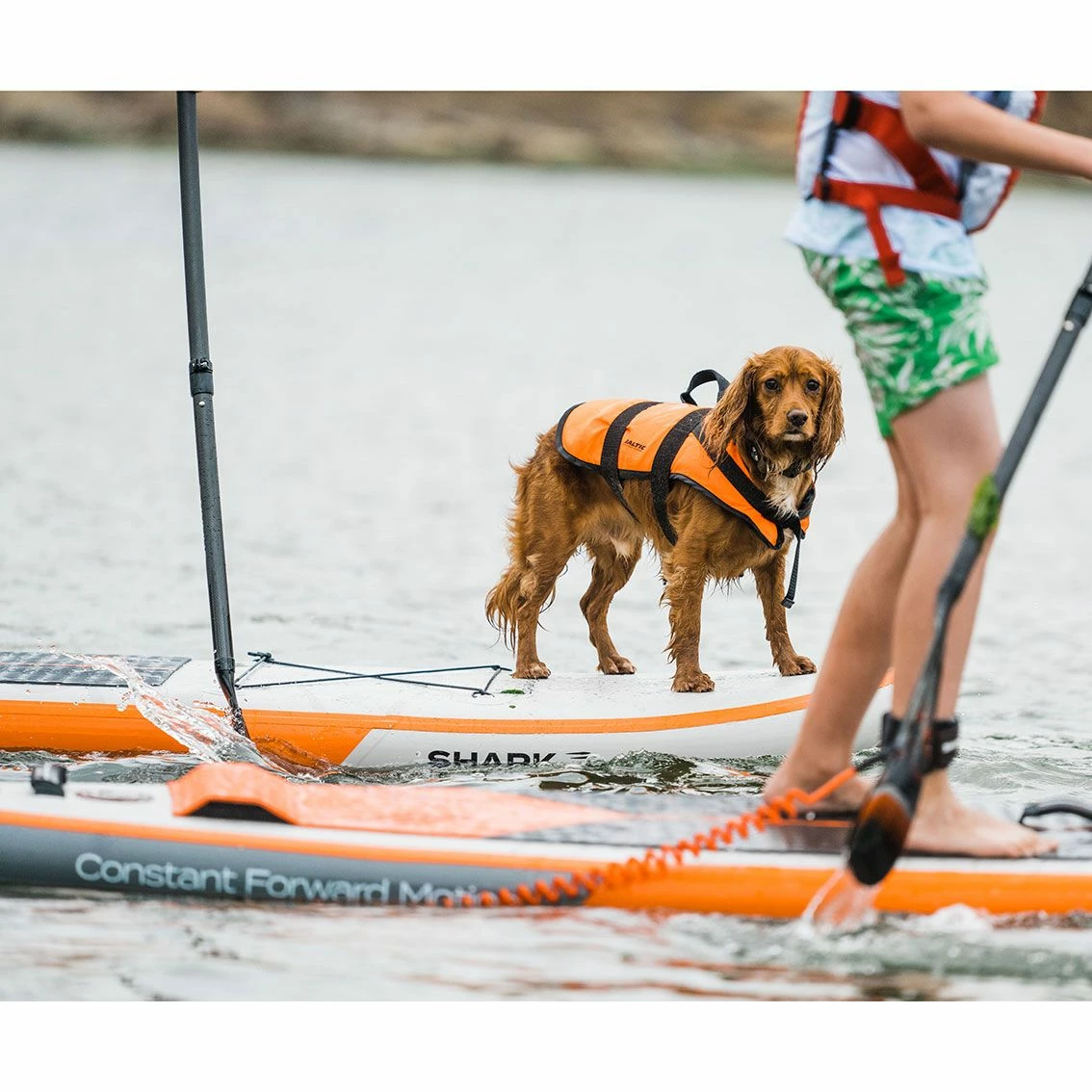 Shark T 11'8 X 30" Paddleboard 2023 14 Shark T 11'8 X 30" Paddleboard 2023 - Image 12